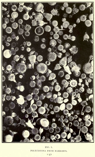 Illustration for article titled 110 Years Ago, These Microscopic Photos Horrified Londoners